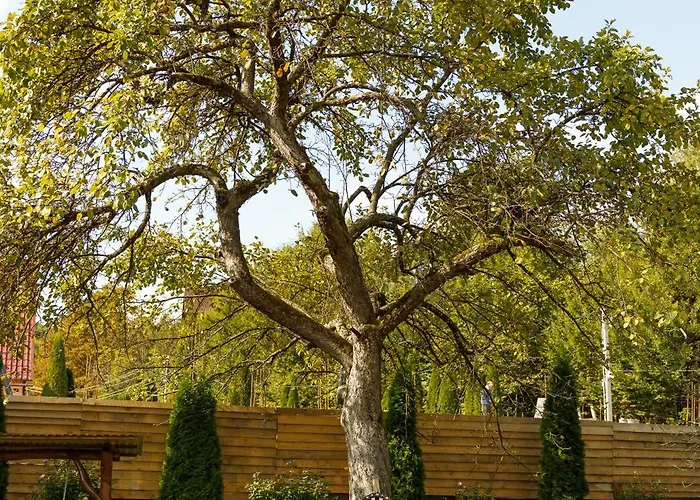 перлина лумшор * Lumshory